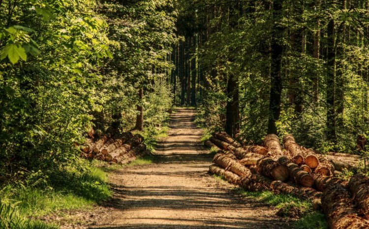 UROCZYSTE POLOWANIE Z OKAZJI 60 LECIA WKŁ NR 199 „MIŚ ” W PRZEMYŚLU